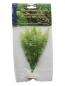 Preview: Seidenpflanze "Hydrocotyle sp." ca. 10 cm
