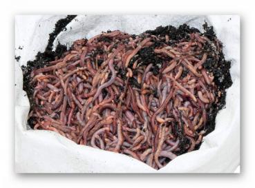 Riesen Rotwürmer (Dendrobena) 0,5 kg groß (Versandkostenfrei innerhalb Deutschland)