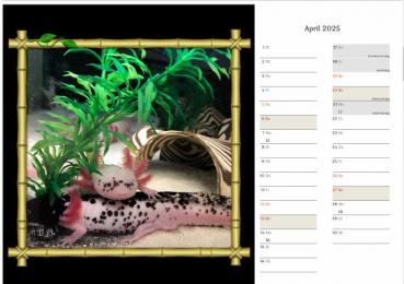 Axolotlkalender  AOF 2025