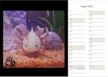 Axolotlkalender  AOF 2025