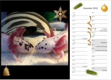 Axolotlkalender  AOF 2025