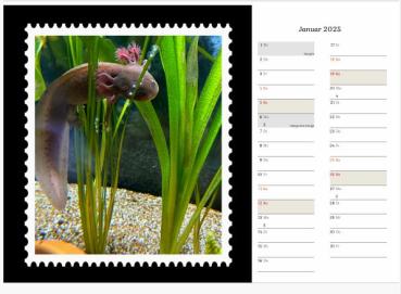 Axolotlkalender  AOF 2025