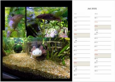 Axolotlkalender  AOF 2025