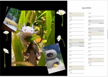 Axolotlkalender  AOF 2025