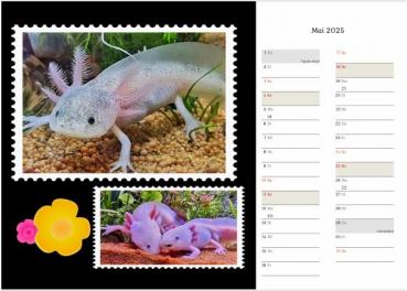 Axolotlkalender  AOF 2025