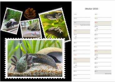 Axolotlkalender  AOF 2025