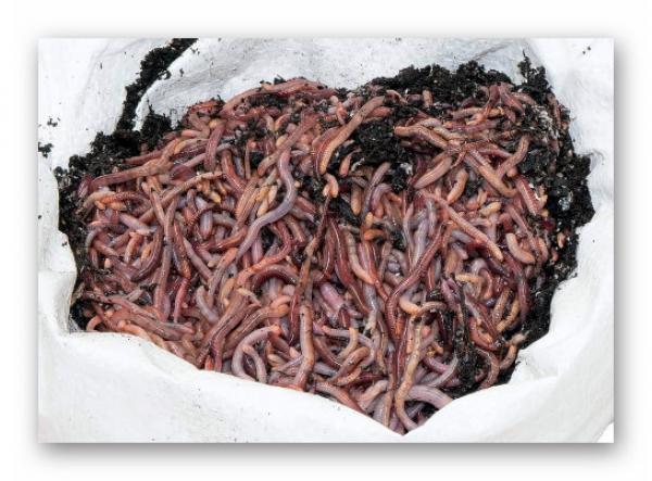 Riesen Rotwürmer (Dendrobena) 1 kg groß bis mini (Versandkostenfrei innerhalb Deutschland)