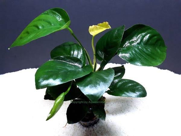 Anubias barteri