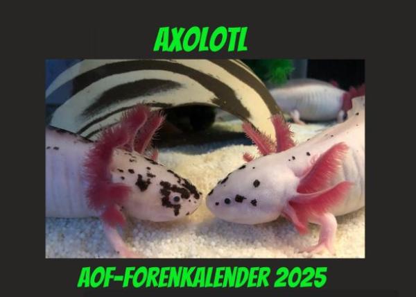 Axolotlkalender  AOF 2025