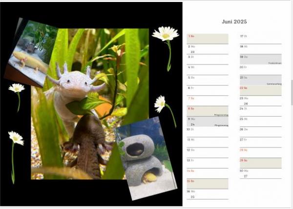 Axolotlkalender  AOF 2025