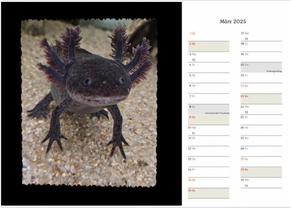 Axolotlkalender  AOF 2025